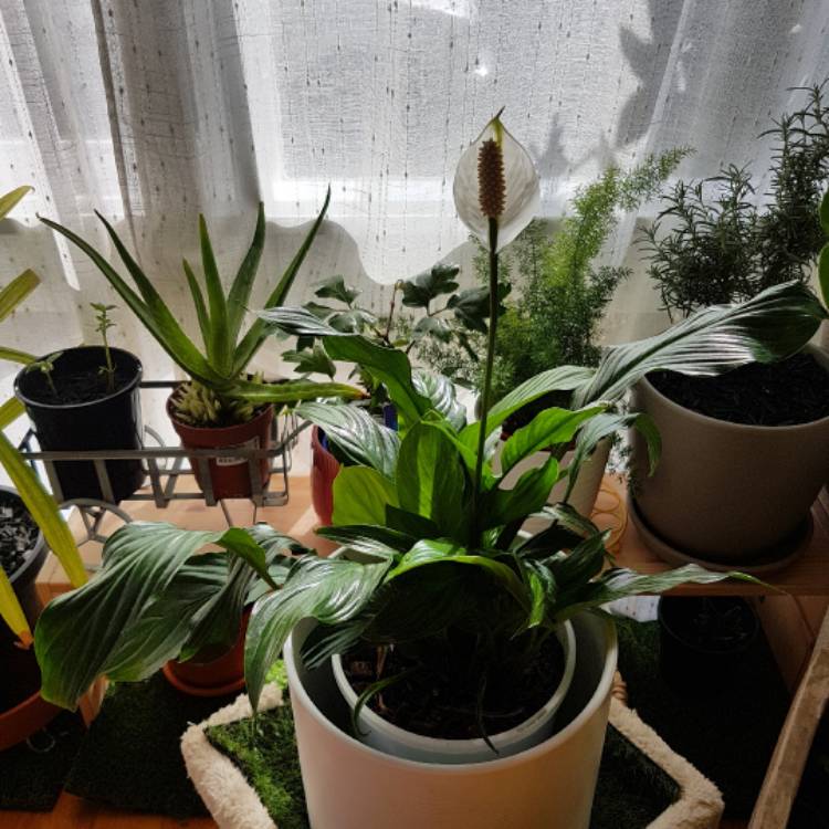 plant image 517703