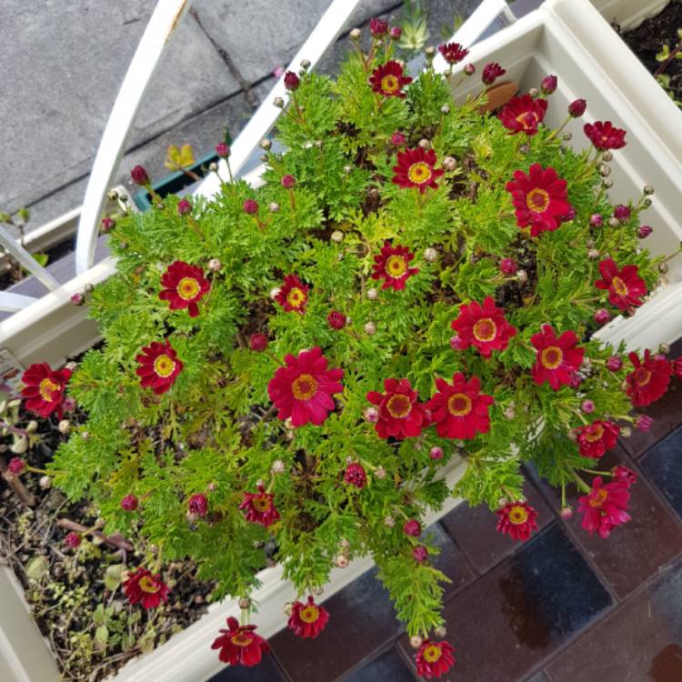 plant image 517731