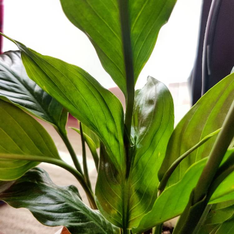 plant image 529592