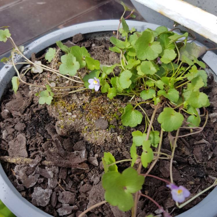 plant image 553250
