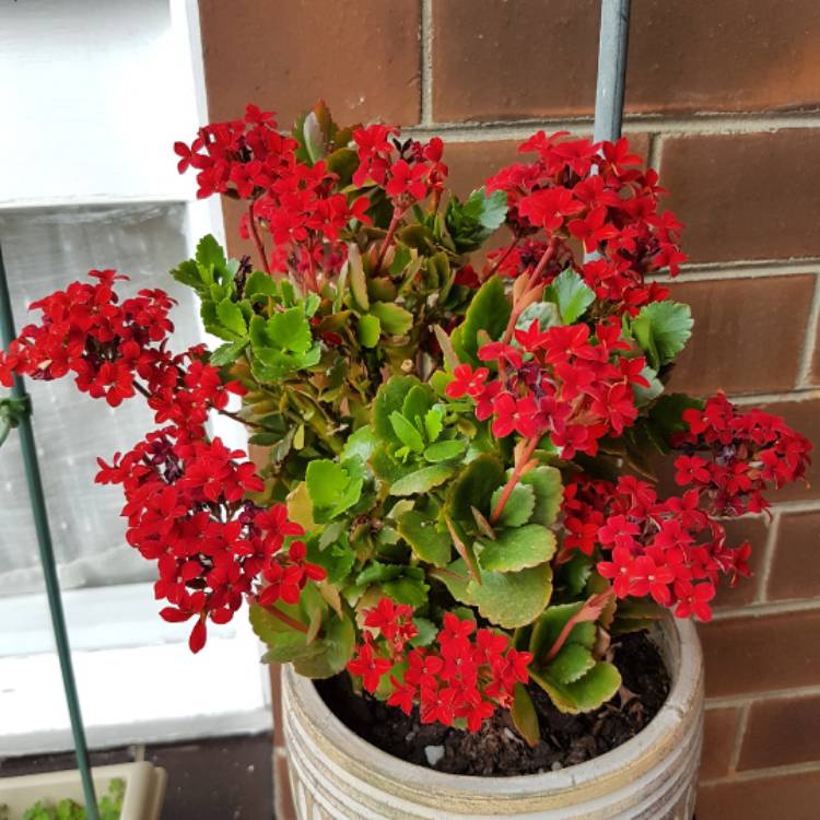 plant image 566388