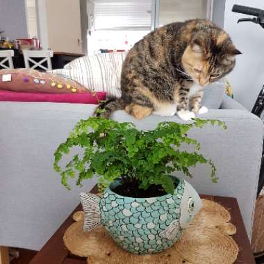 Adiantum Mairisii