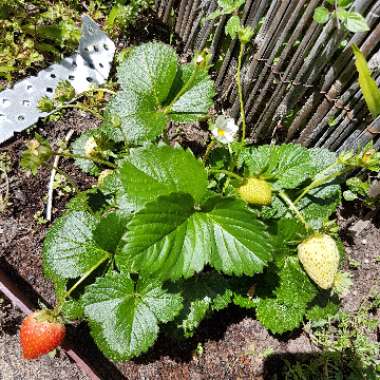 Fragaria x ananassa