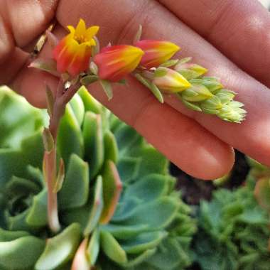 Echeveria