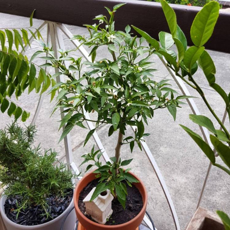 plant image 598712