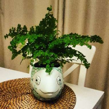 Adiantum Mairisii