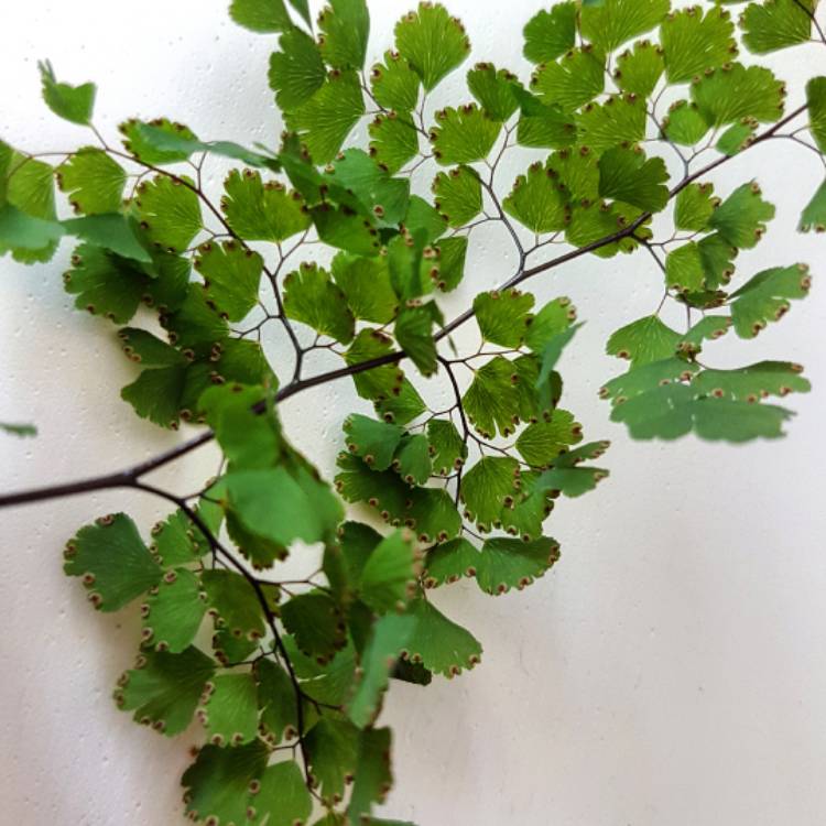 plant image 610634