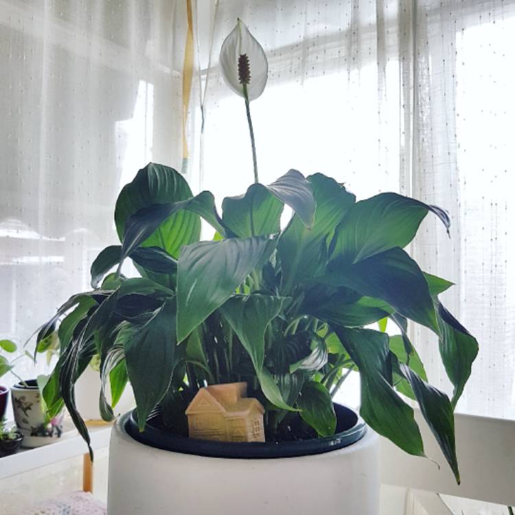 plant image 616758