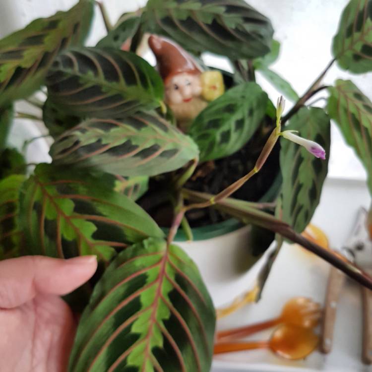 plant image 621771 plant image 621771