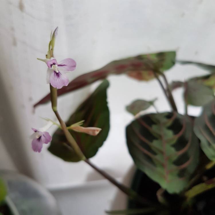 plant image 624427 plant image 624427