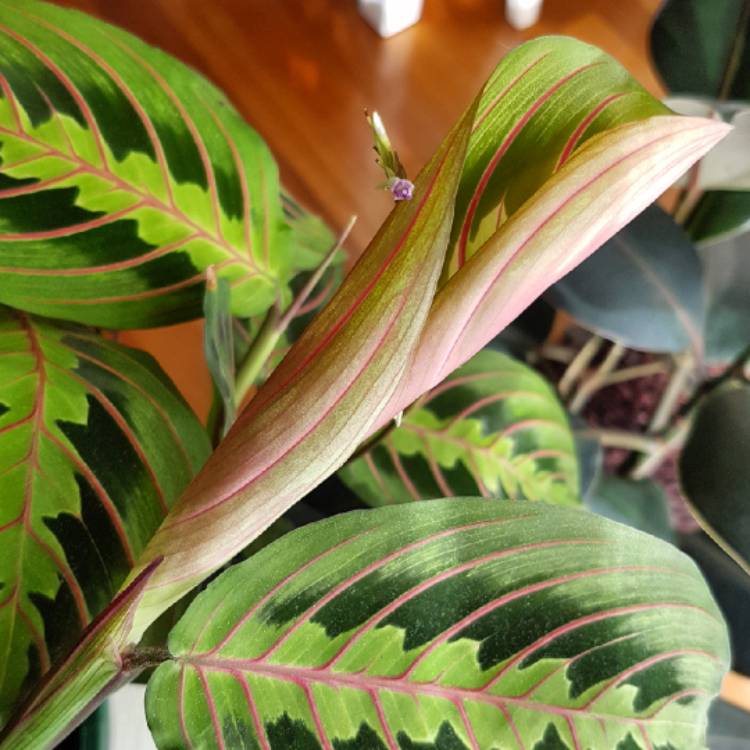 plant image 687209 plant image 687209