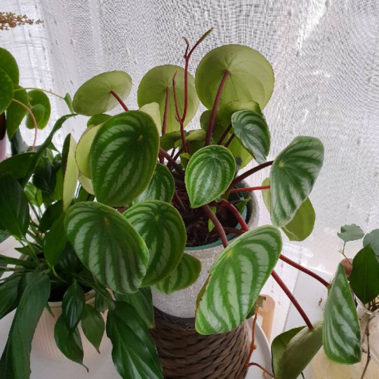 plant image 833990 plant image 833990