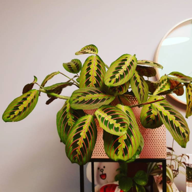 plant image 838207 plant image 838207