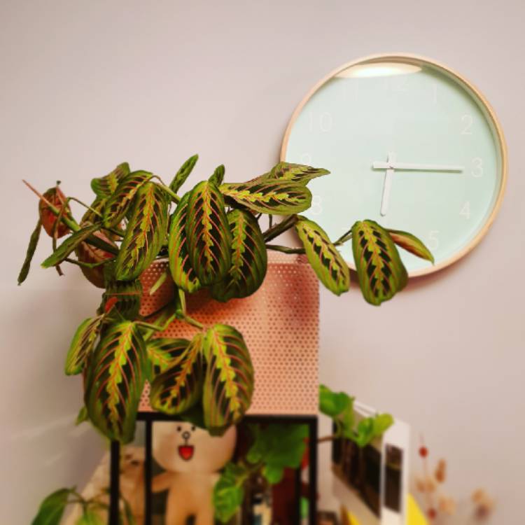 plant image 857088 plant image 857088