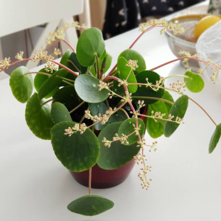 plant image 858942 plant image 858942