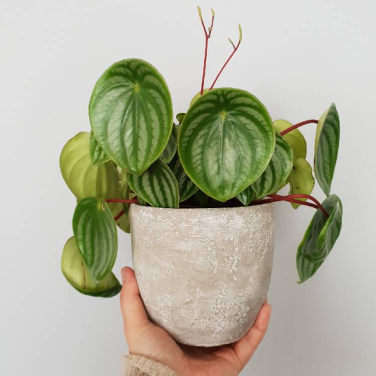 plant image 858997 plant image 858997