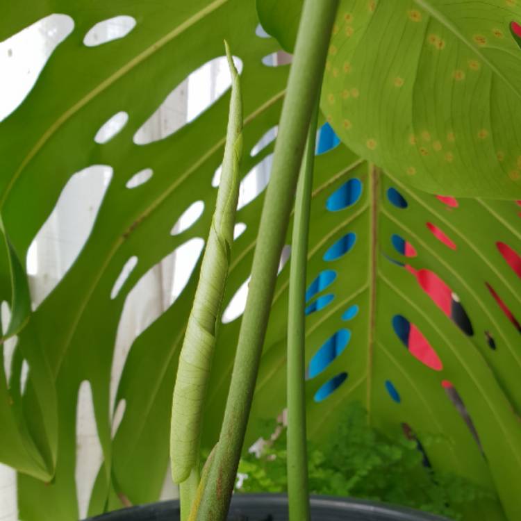 plant image 859013 plant image 859013