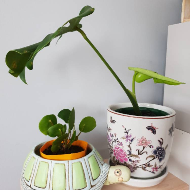 plant image 862056 plant image 862056