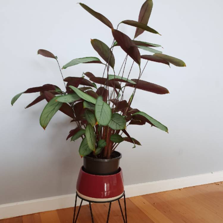 Plant image Ctenanthe setosa 'Grey Star'