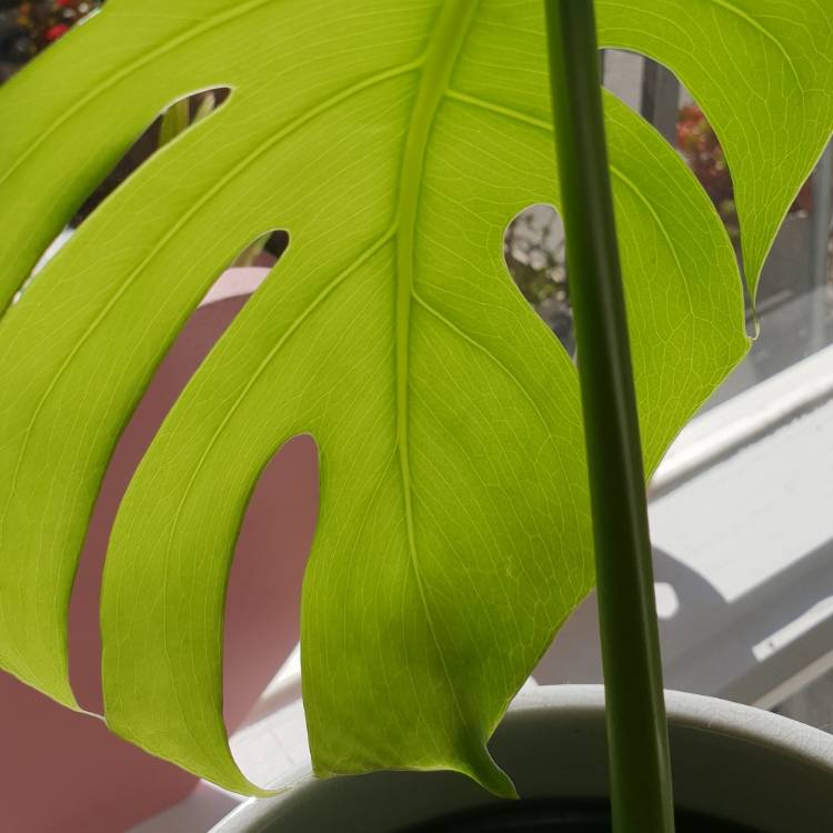 plant image 869956 plant image 869956