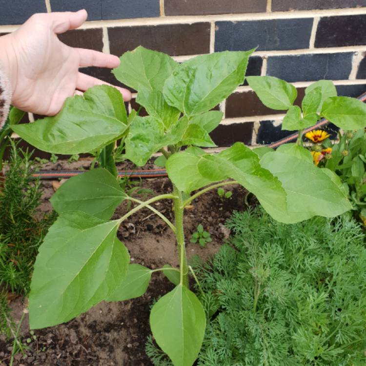 plant image 882127 plant image 882127