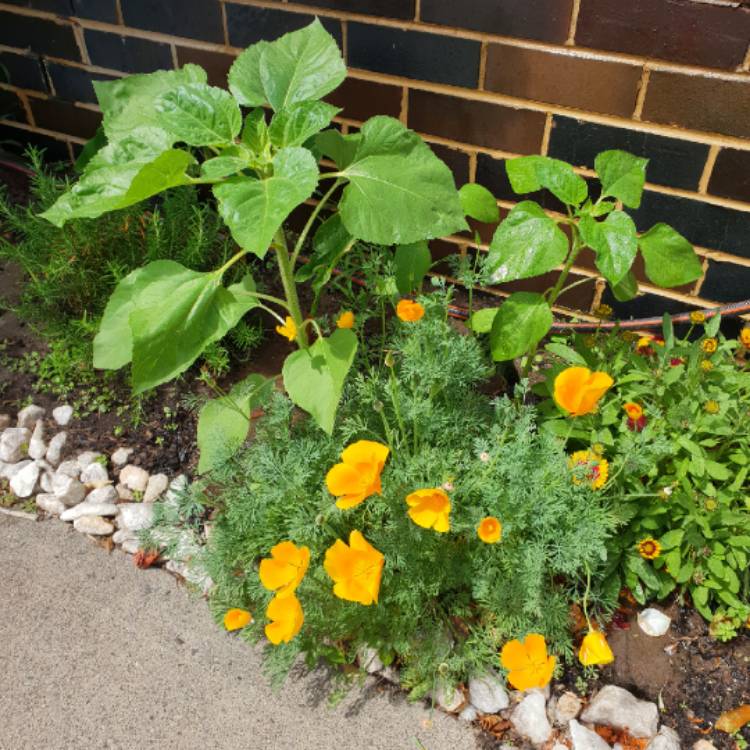 plant image 887132 plant image 887132