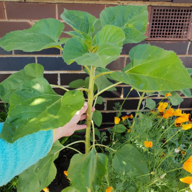 plant image 891132 plant image 891132