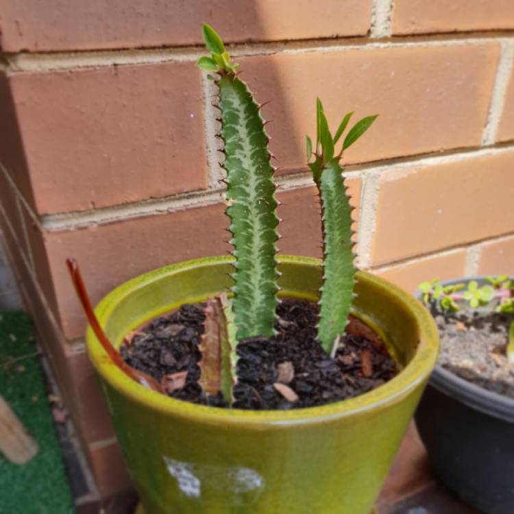 plant image 891138 plant image 891138