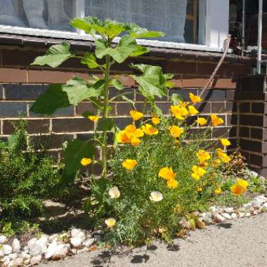 Eschscholzia californica
