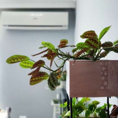 Maranta Leuconeura
