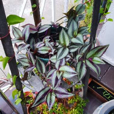 Silver Inch Plant