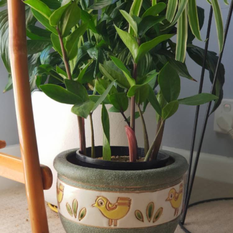 plant image 931166