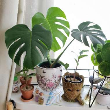 Swiss Cheese Plant