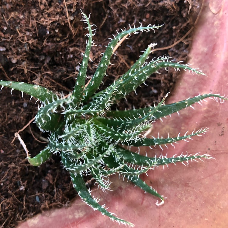 Plant image Haworthia Herbacea