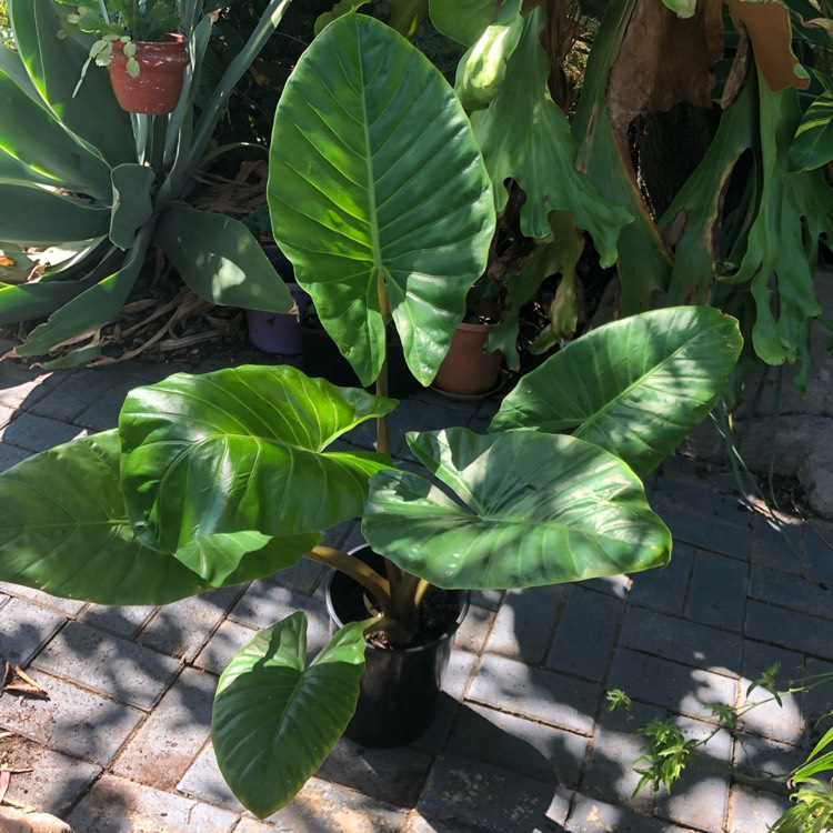 plant image 967610