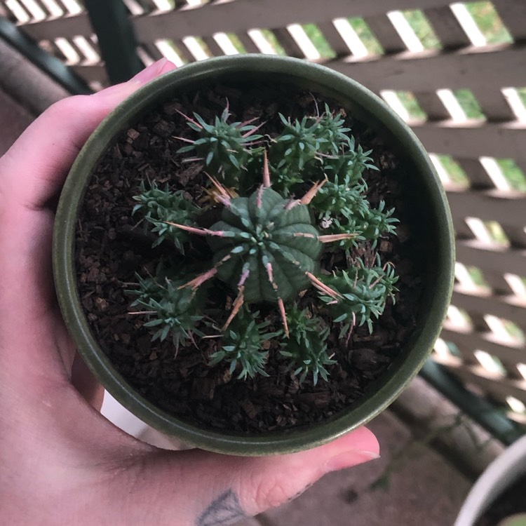 Plant image Euphorbia aggregata