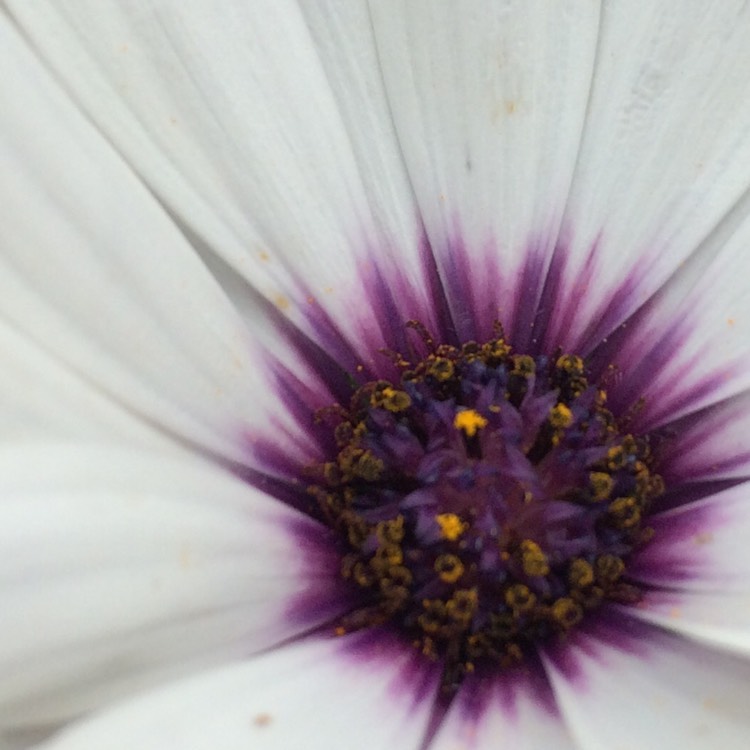 plant image 220249