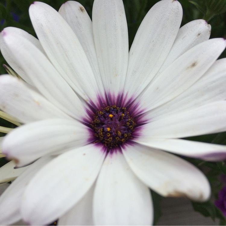 Plant image Osteospermum Ecklonis 'Akila White Purple Eye'