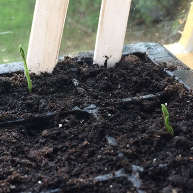 Sweet Pea 'Scented Mix'