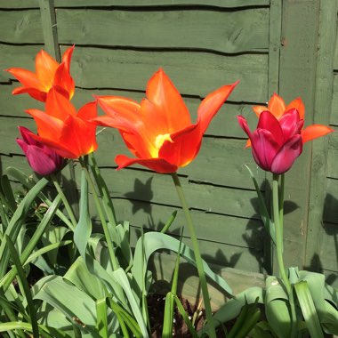 Chris's garden