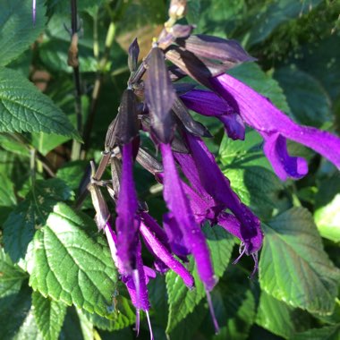Sage 'Amistad'