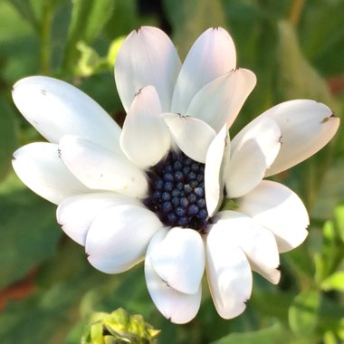 African Daisy