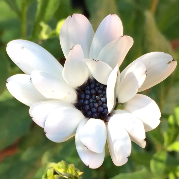 plant image 465808