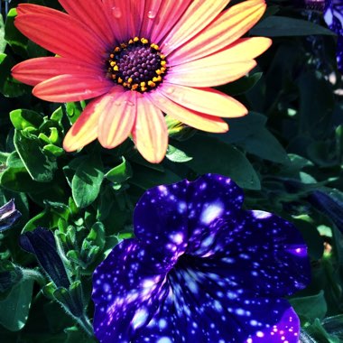 Chris's garden