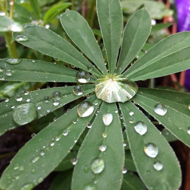Lupin 'Gallery Blue'
