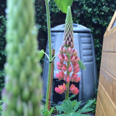 Lupin 'Gallery Pink'