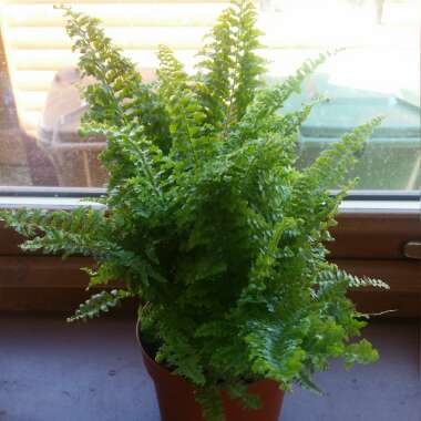 Nephrolepis exaltata