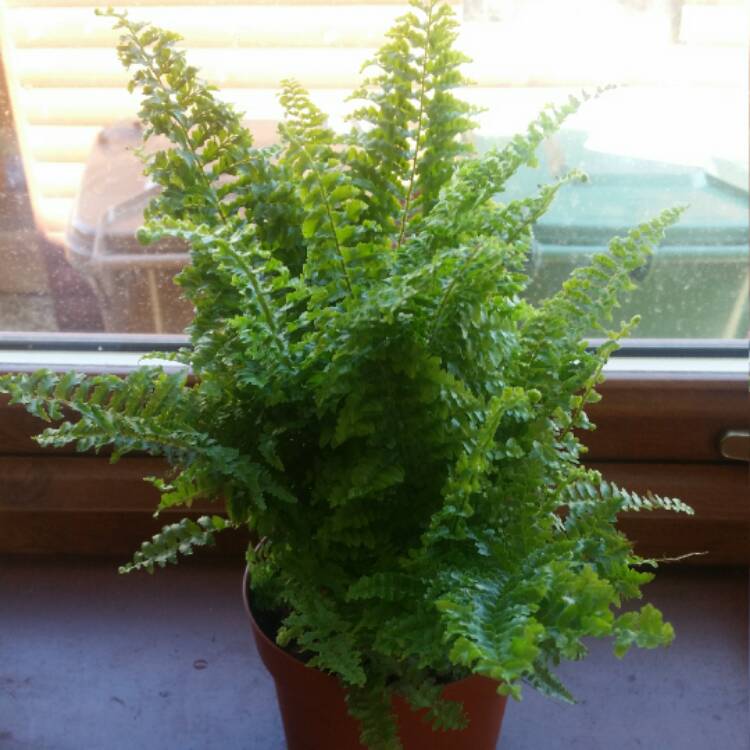 plant image 389073