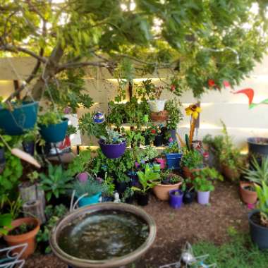 Ana's garden