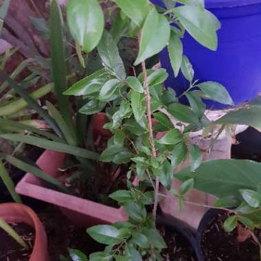 Ana's garden